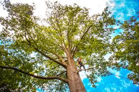 Best Tree Risk Assessment  in John Day, OR