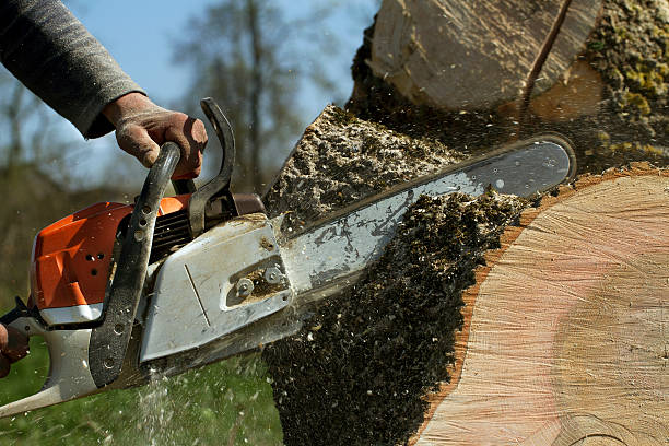 Best Tree Mulching  in John Day, OR